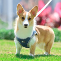 Harnais de chien avec une laisse de collier assortie